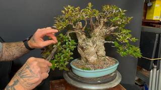 Pruning And Wire Removal On A Privet Bonsai