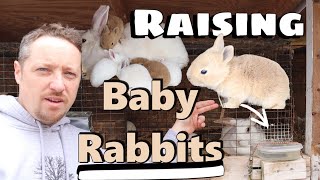 RAISING BABY RABBITS