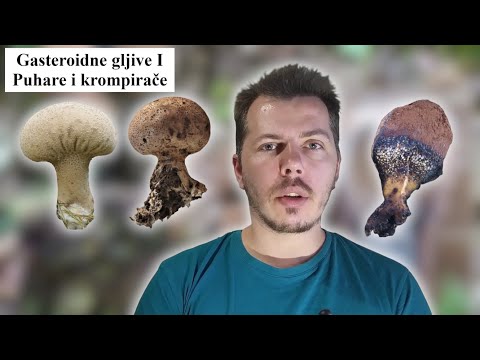 15 Gasteroidne gljive I - Puhare i krompirače (Jestive i otrovne gljive)