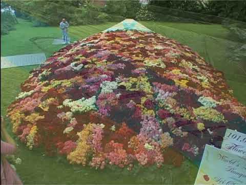 101,000 Flowers for Sri Chinmoy's 73rd Birthday