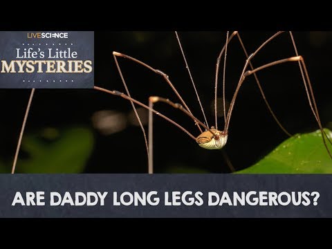 Are Daddy Long Legs Really the Most Venomous Spiders In the World?