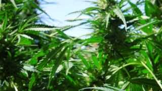 The Cali Connection Rascal OG HD