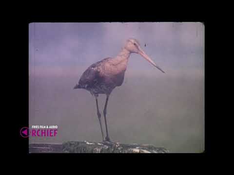 Weidevogels - (waarschijnlijk Waddenzee - Vogelland), 1970-1979