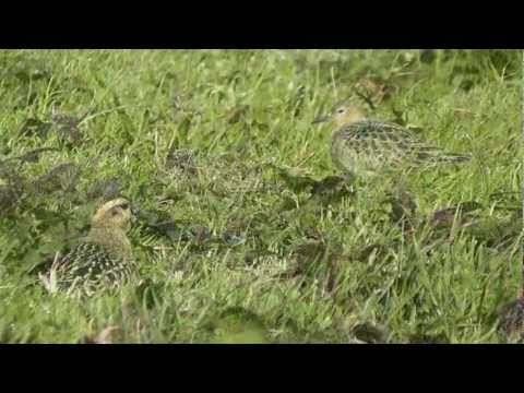 Dotterel & Buff-breasted Sandpiper, Peninnis, Scilly, 041012