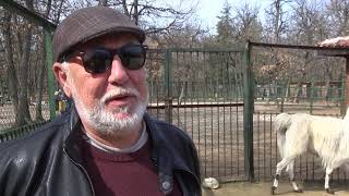 Ламата Снежко и понито Рони са най- новите обитатели на зоокът “Кенана”