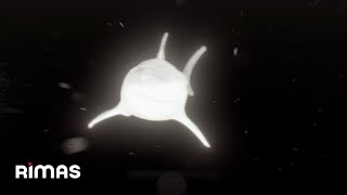 Yandel - A Vapor (Visualizer) / Infinito