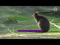 KIJKEN | Het is stil in de dierentuin
