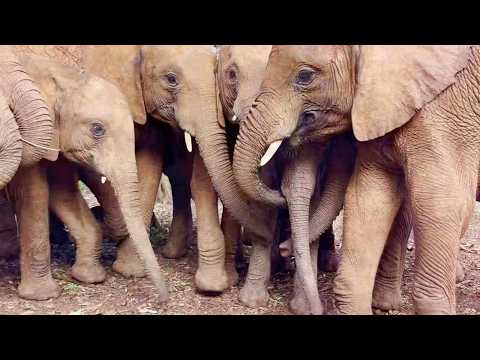 Rescue of Alia the Orphaned Elephant | Sheldrick Wildlife Trust