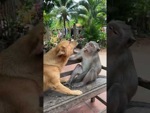 🤣 ¡La persecución más inútil de la historia! 🐾💨 #FunnyAnimals #Viral #Humor #viralvideo #suscribete
