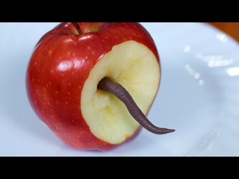 image-What does the phrase “worm in the Apple” mean? 