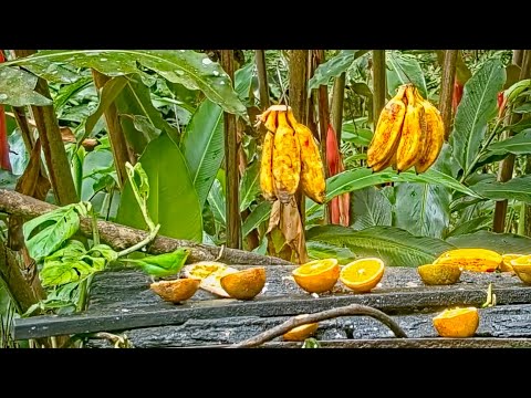 Female Green Honeycreeper Blends In On The Panama Fruit Feeder – April 15, 2022