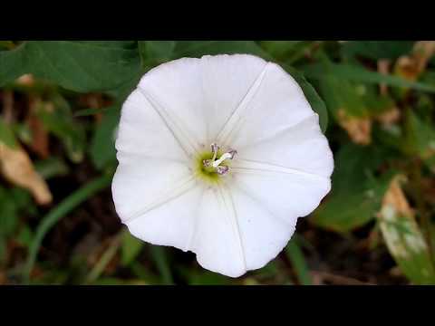 Macro Shots taken with Motorola Moto G6 Play [4K]