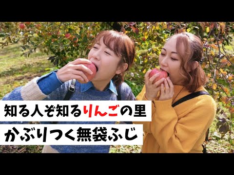 【朝日町】知る人ぞ知るりんごの里 かぶりつく無袋ふじ