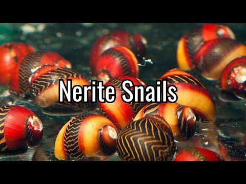 Nerite Snail - Species Highlight