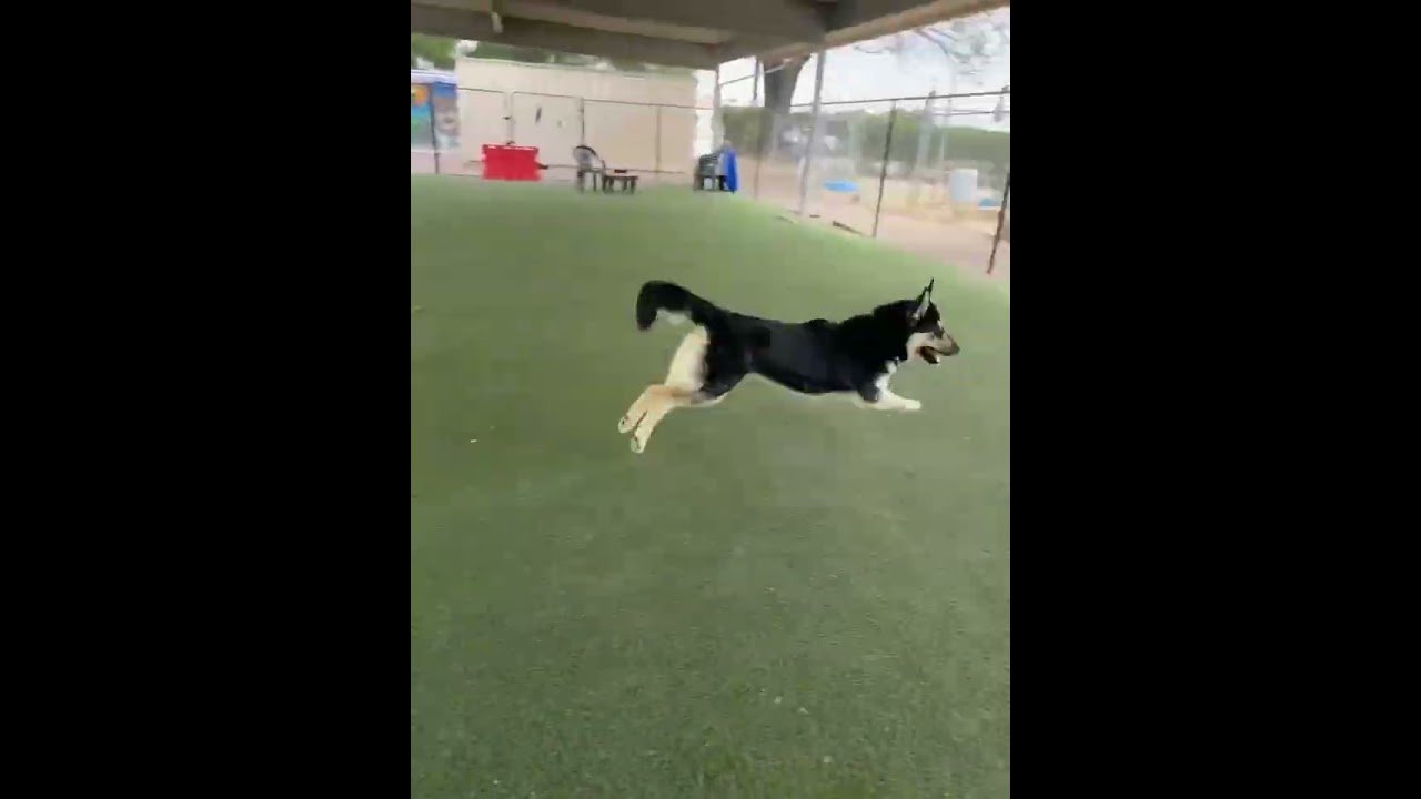 Enlarge Primavera, a Adoptable mixed breed in Riverside, CA video 6/6
