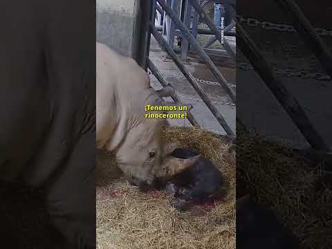 El emotivo nacimiento de un rinoceronte blanco en el Bioparc de Valencia tras 491 días de gestación