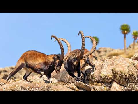 Walia Ibex- Most Endangered Ethiopian Wild Goat Species