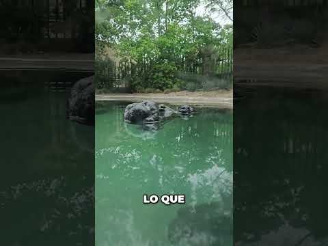 ¡Nunca Te Metas al Agua Si Ves ESTO! Peligro Bajo el Agua