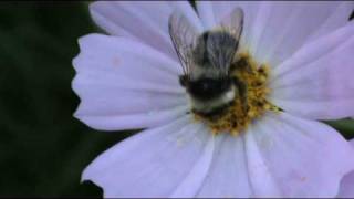 preview picture of video 'Mongolia - Bee Flower'