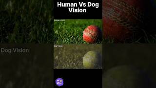 Human Vs Dogs Vision | dogs | animals | How Dogs See The World | #dogs #animals #fact