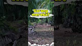 Download lagu Niatnya Mau Masuk Hutan Sawit, Malah Ketemu Koloni Ini... 😱 #AyamHutan #HutanSawit #HewanLiar mp3