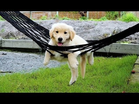 Süße und Lustige Tiervideos ( Teil 44) || ✪ Stern DuTube