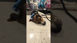 Video preview image #1 Treeing Walker Coonhound Puppy For Sale in Green Forest, AR, USA