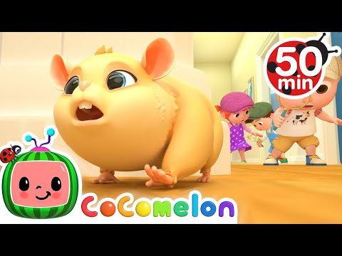 Lost Hamster Song + More Nursery Rhymes & Kids Songs - CoComelon