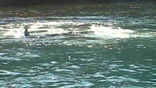 preview picture of video 'Killer Whales feeding on Stingrays'