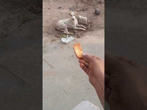 seva bhav ll🚩ll (jai Shree ram) #ram #gaay #dog #animals #seva #sorts #youtubeshorts #shortsfeed