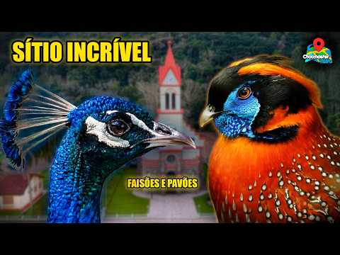 O Paraíso das Aves EXÓTICAS! PAVÕES e FAISÕES RAROS no Sitio Bancer! - Chocmaster Visita