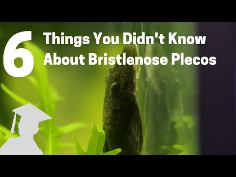 6 Things You Didn't Know About Bristlenose Plecos (Catfish, Ancistrus)