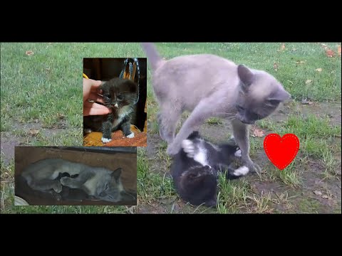 Rokia has kittens♥️💗🥰
