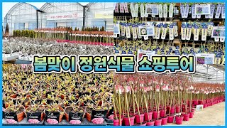 식물 택배가 가능한 꽃가게를 다녀왔어요!! 봄맞이 정원식물 쇼핑투어!!