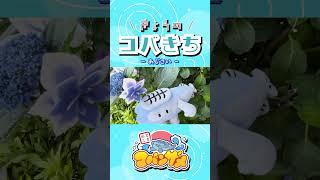 きょうのコバきち ショート動画【あじさい】#コバきち #わくわく魚っちんぐ #おとこぎコバンザメ #コバンザメ #子供向け #きょうのコバきち #vlog #あじさい #紫陽花 #梅雨