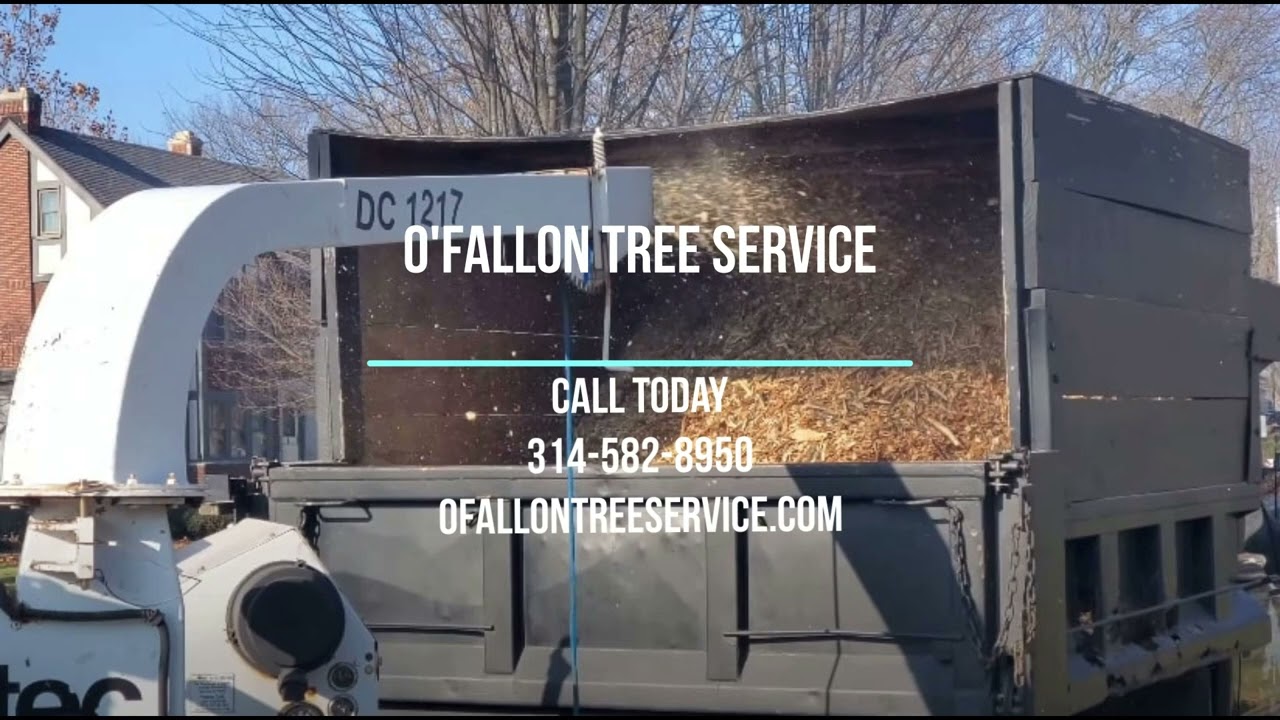 What Influences the Cost of Tree Service In O’Fallon, MO thumbnail