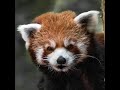 Red Panda Calls Talk More