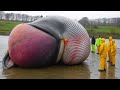 whale explodes on camera.. DEFAULT Thumbnail