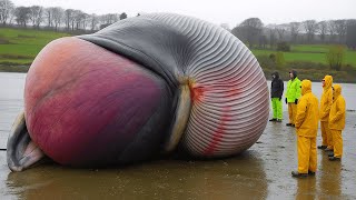whale explodes on camera..