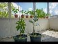 How To Prune Figs Into A Tree Or Bush