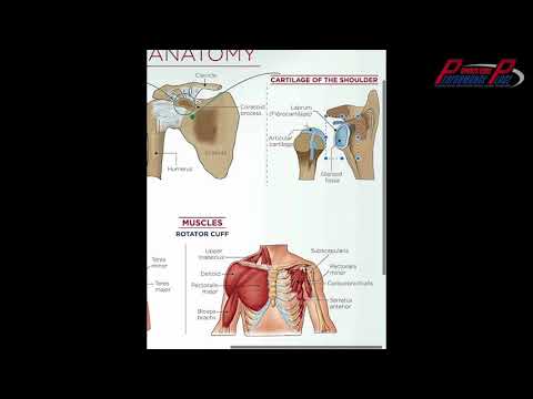 E154: Shoulder Anatomy - Ligaments of the Shoulder