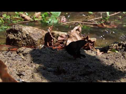 オオクジャクアゲハの翅を開かせる Papilio arcturus