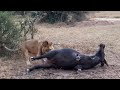 Southern Avoca Male Lion with his Kill | Old Lion | 2 June 2024