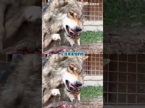 這哪里是底層狼 這明明是狼王的心尖寵 #狼 #搞笑 #萌寵 #動物