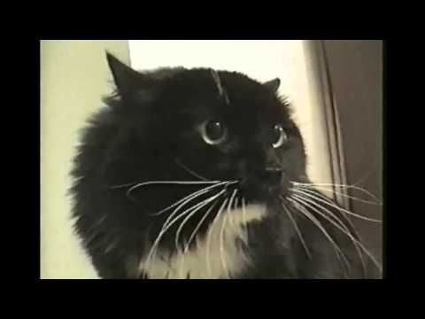 Talking Cat   Oh Long Johnson (nowtelugu.com)