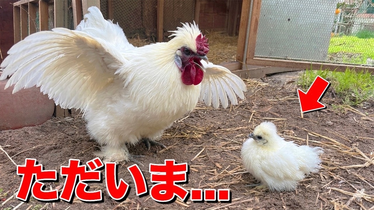 ２ヶ月保護したヒナを親の元に返した結果...