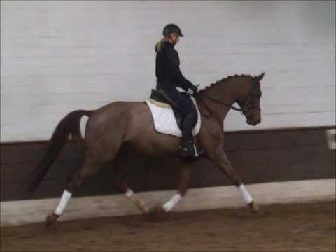 QUINTO 5j. v. Quando Quando - Donnerhall - VB 7.000,- Euro