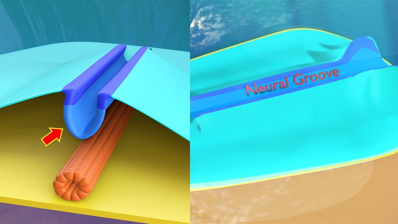 3D Neurulation - Neural Tube formation - Secondary Neurulation - Third Week Embryology