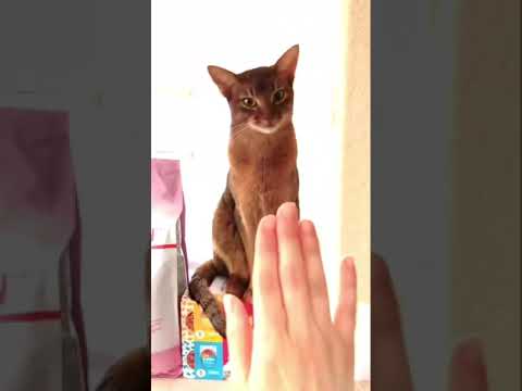 Abyssinian Cat giving a high five with his left paw