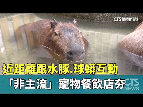 近距離跟水豚.球蟒互動　「非主流」寵物餐飲店夯